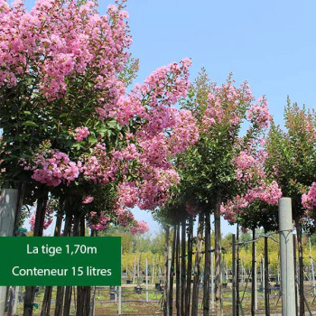 Lilas des Indes - Lagerstroemia Soir d'été®