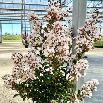 Lilas des Indes - Lagerstroemia Terrasse Blanc