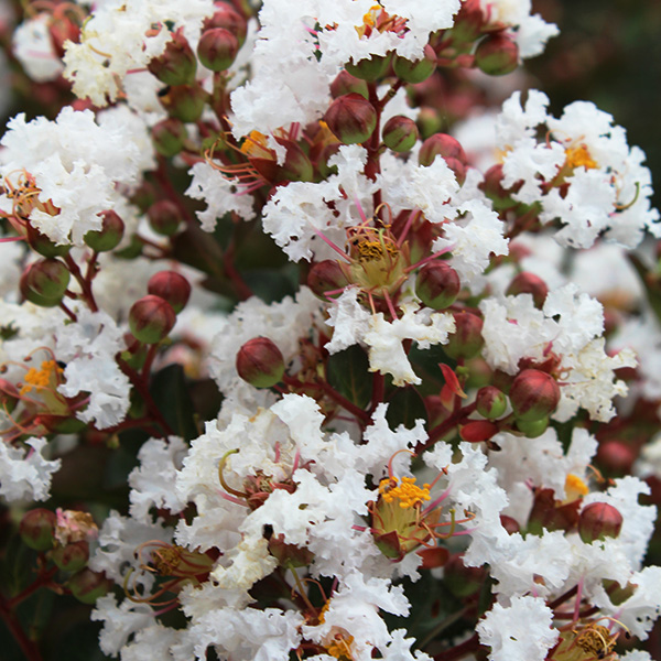 Lilas des Indes - Lagerstroemia Terrasse Blanc