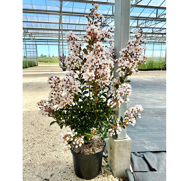 Lilas des Indes - Lagerstroemia Terrasse Blanc