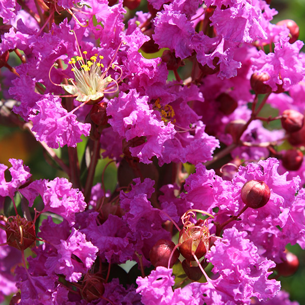 Lilas des Indes - Lagerstroemia Terre chinoise®