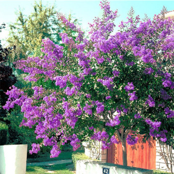 Lilas des Indes - Lagerstroemia Terre chinoise®