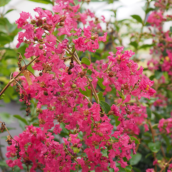 Lilas des Indes - Lagerstroemia Yang Tse®