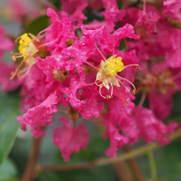 Lilas des Indes - Lagerstroemia Yang Tse®