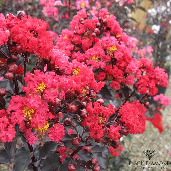 Lilas des Indes - Lagerstroemia Black Solitaire Best Red