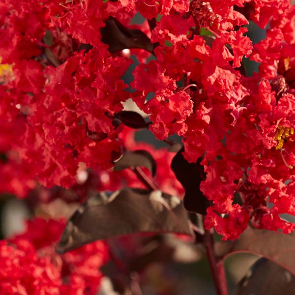Lilas des Indes - Lagerstroemia Black Solitaire Best Red