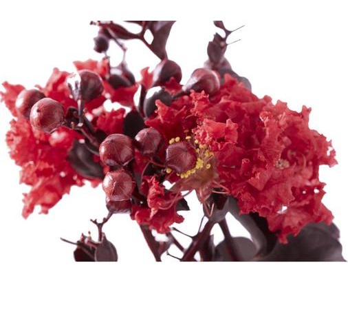 Lilas des Indes - Lagerstroemia Black Diamond® Crimson Red