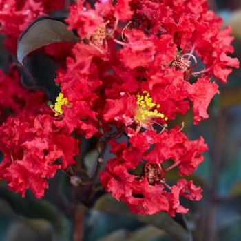 Lilas des Indes - Lagerstroemia Black Diamond® Crimson Red