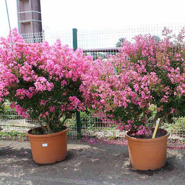 Lilas des Indes - Lagerstroemia Jacqueline Desmartis