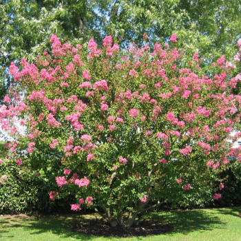 Lilas des Indes - Lagerstroemia La Mousson®