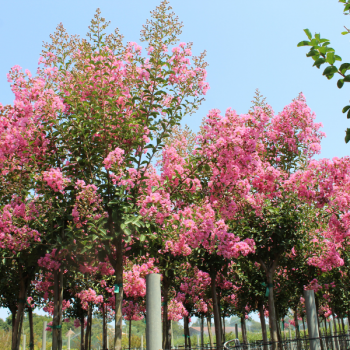 Lilas des Indes - Lagerstroemia Monbazillac®