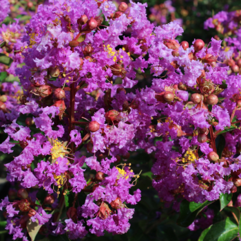 Lilas des Indes - Lagerstroemia Pecharmant®