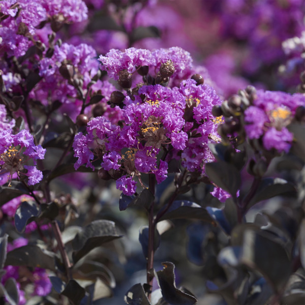 Lilas des Indes - Lagerstroemia Black Solitaire® Purely Purple