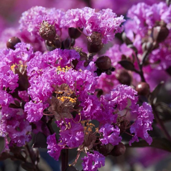 Lilas des Indes - Lagerstroemia Black Diamond® Purely Purple