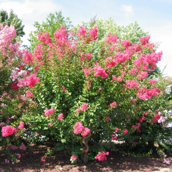 Lilas des Indes - Lagerstroemia Saint Emilion®