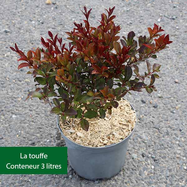 Lilas des Indes - Lagerstroemia Petit´ Canaille® Blanc Pot 3L