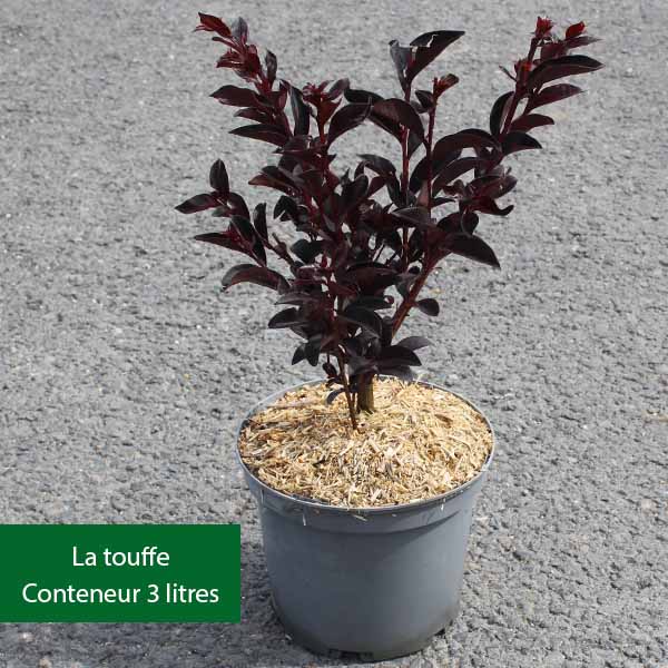 Lilas des Indes - Lagerstroemia Black Diamond® Pure White