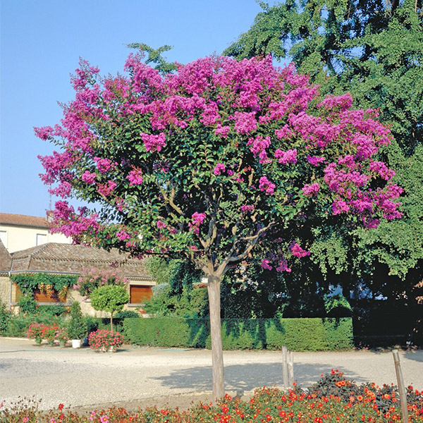 Lilas des Indes - Lagerstroemia La Mousson®