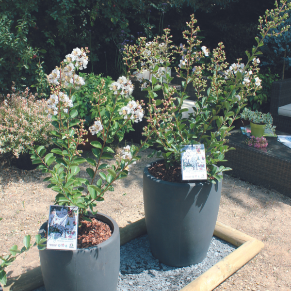 Lilas des Indes - Lagerstroemia Terrasse Blanc