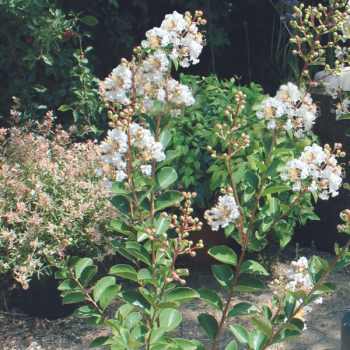 Lilas des Indes - Lagerstroemia Terrasse Blanc