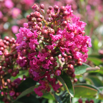 Lilas des Indes - Lagerstroemia Berry Dazzle