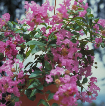 Lilas des Indes - Lagerstroemia Alienor d´Aquitaine®