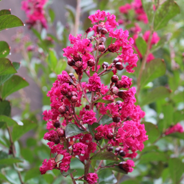 Lilas des Indes - Lagerstroemia Bergerac®