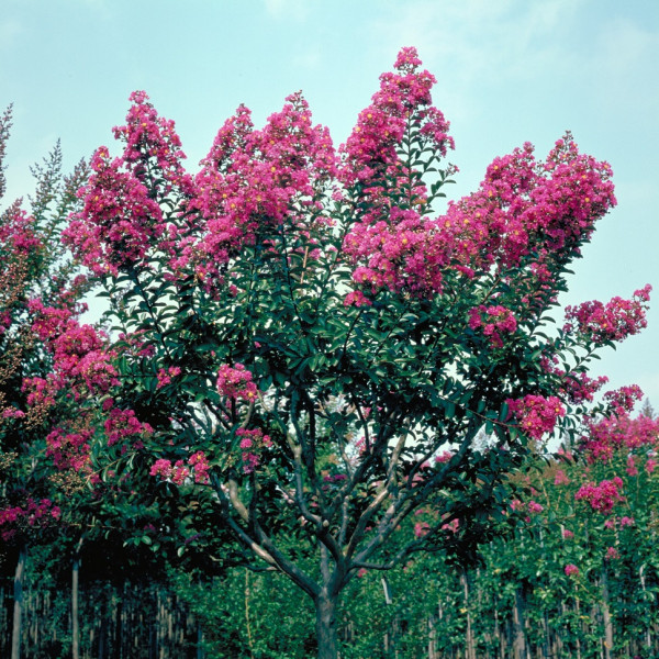 Lilas des Indes - Lagerstroemia Bergerac®