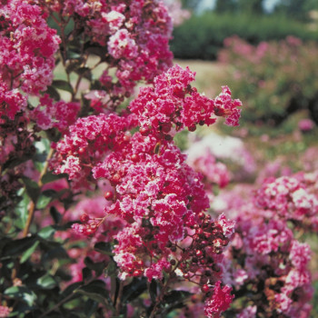 Lilas des Indes - Lagerstroemia Berlingot Menthe Pot 3L