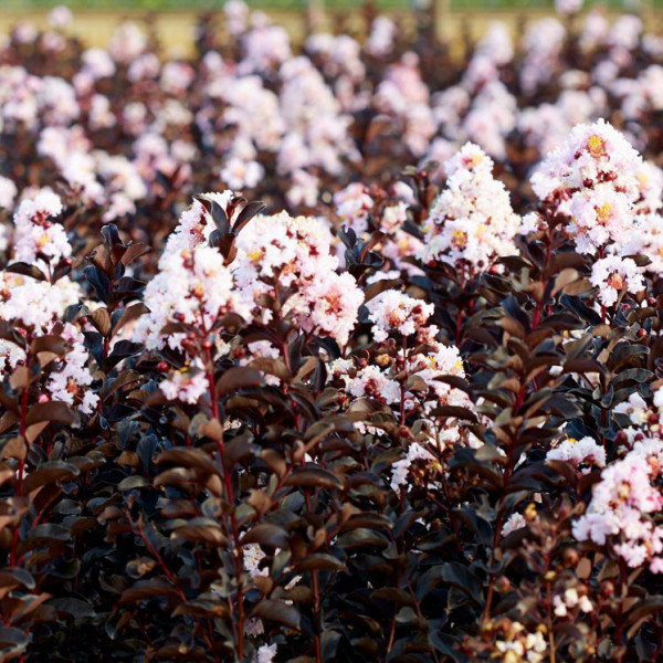 Lilas des Indes - Lagerstroemia Black Diamond® Blush