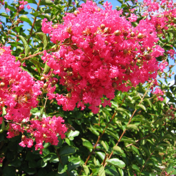 Lilas des Indes - Lagerstroemia Grand Cru®