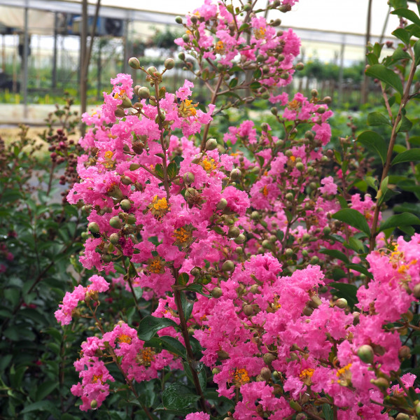 Lilas des Indes - Lagerstroemia La Mousson®