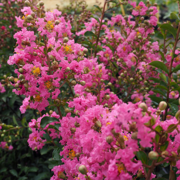 Lilas des Indes - Lagerstroemia La Mousson®