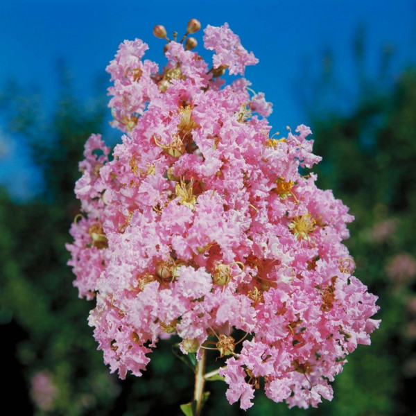 Lilas des Indes - Lagerstroemia Monbazillac®