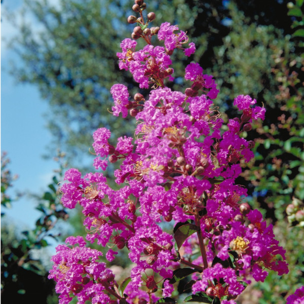 Lilas des Indes - Lagerstroemia Pecharmant®