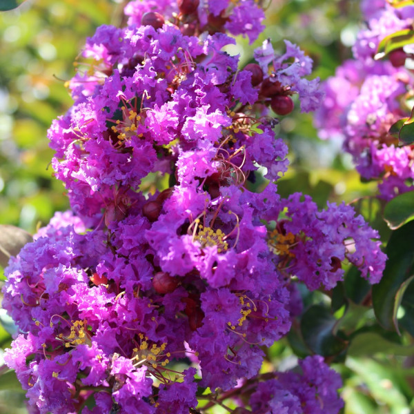 Lilas des Indes - Lagerstroemia Pecharmant®