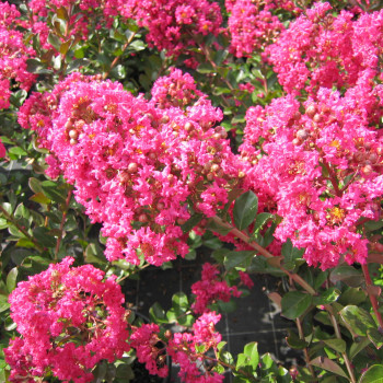 Lilas des Indes - Lagerstroemia Perigord Pourpre®
