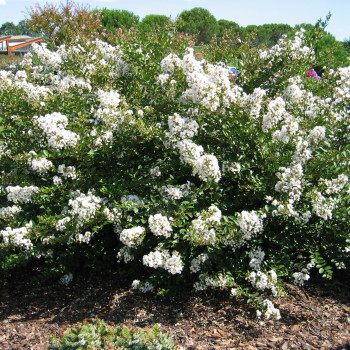 Lilas des Indes - Lagerstroemia Petit´ Canaille® Blanc Pot 3L