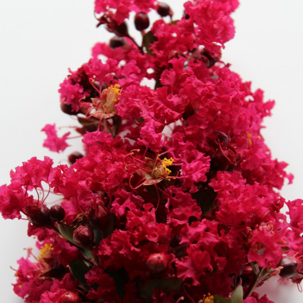 Lilas des Indes - Lagerstroemia Red Imperator