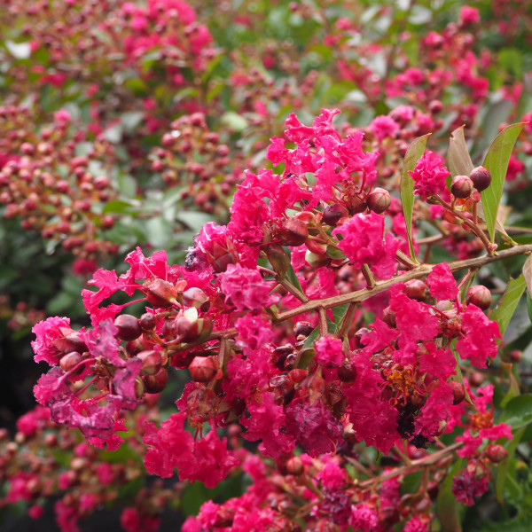 Lilas des Indes - Lagerstroemia Red Imperator