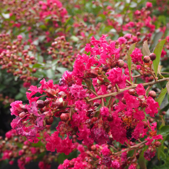 Lilas des Indes - Lagerstroemia Red Imperator - Image 2