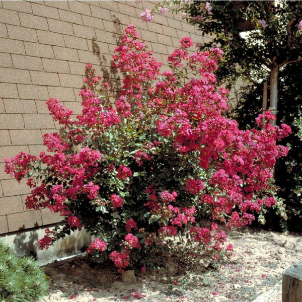 Lilas des Indes - Lagerstroemia Red Imperator