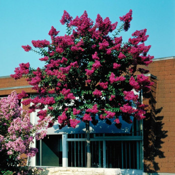 Lilas des Indes - Lagerstroemia Saint Emilion®