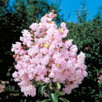 Lilas des Indes - Lagerstroemia Soir d'été®