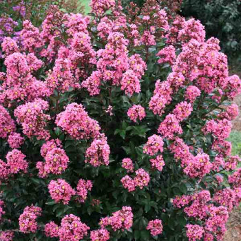 Miniature slider - Lilas des Indes - Lagerstroemia First Editions® Coral Magic