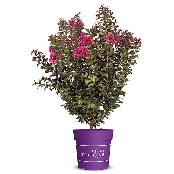 Lilas des Indes - Lagerstroemia First Editions® Plum Magic