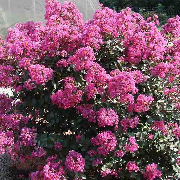Lilas des Indes - Lagerstroemia First Editions® Plum Magic
