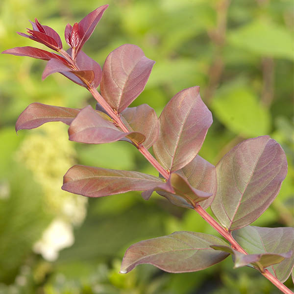 Lilas des Indes - Lagerstroemia First Editions® Plum Magic