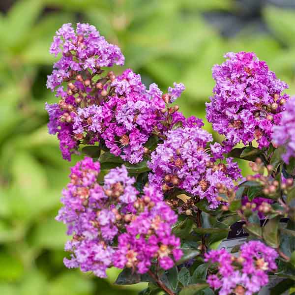Lilas des Indes - Lagerstroemia First Editions® Purple Magic