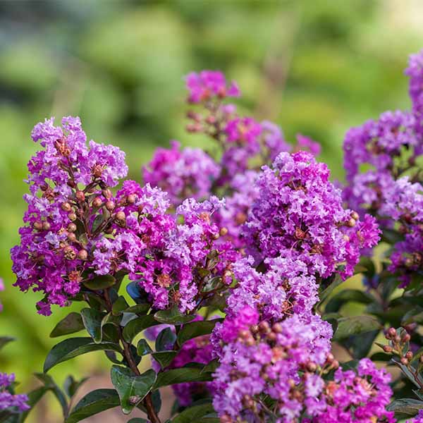 Lilas des Indes - Lagerstroemia First Editions® Purple Magic